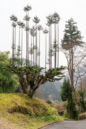 Daisugi Tree