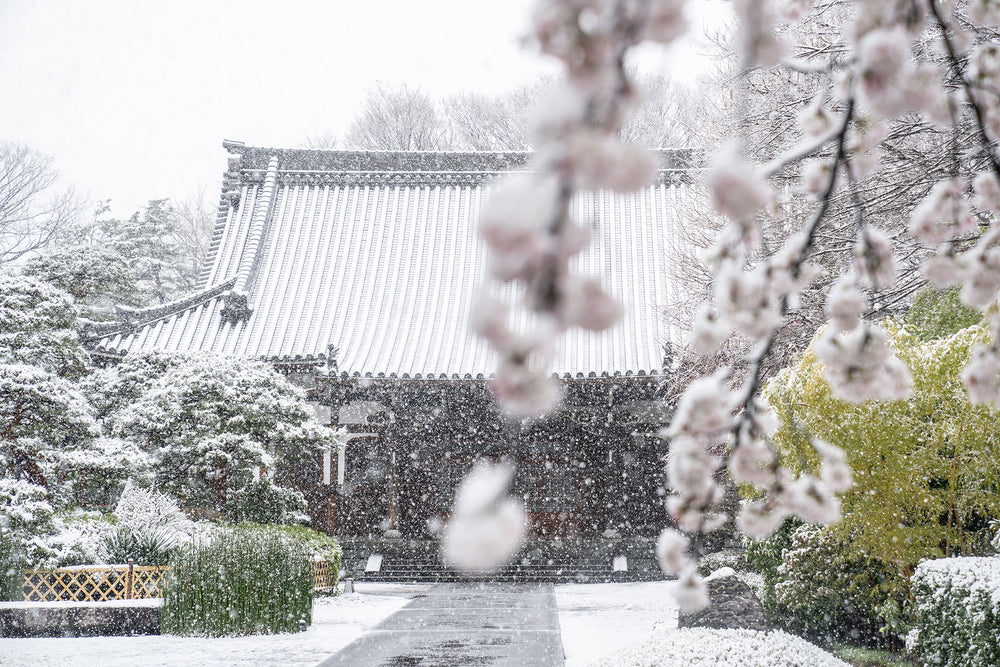 
            
                Load image into Gallery viewer, Snow and Sakura
            
        