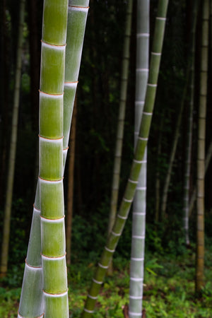 À la croisée des bambous