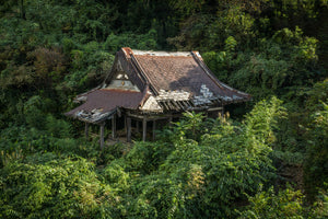 Forêt vierge